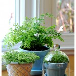 Des plantes d'intérieur Des plantes d'intérieur