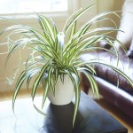 Déco intérieur avec des plantes vertes Déco intérieur avec des plantes vertes