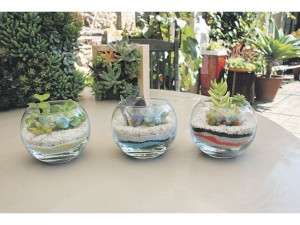 L'arrosage des plantes succulentes 