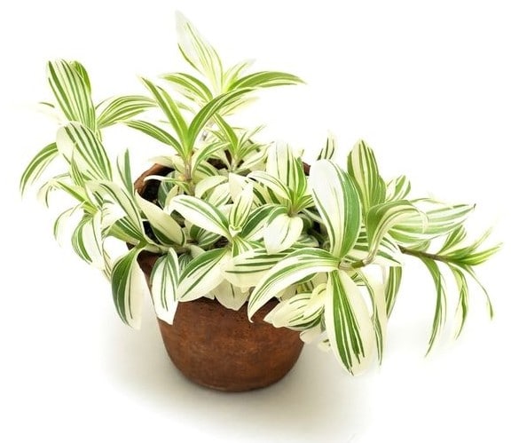 tradescantia-plante-cuisine