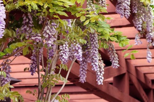 Pergola décorée avec de la glycine