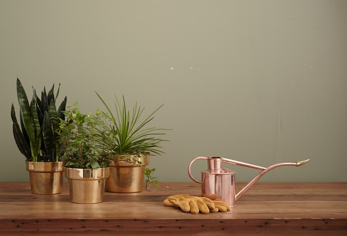 Arrosoir en cuivre rempli avec de l'eau du robinet pour arroser des plantes en pot