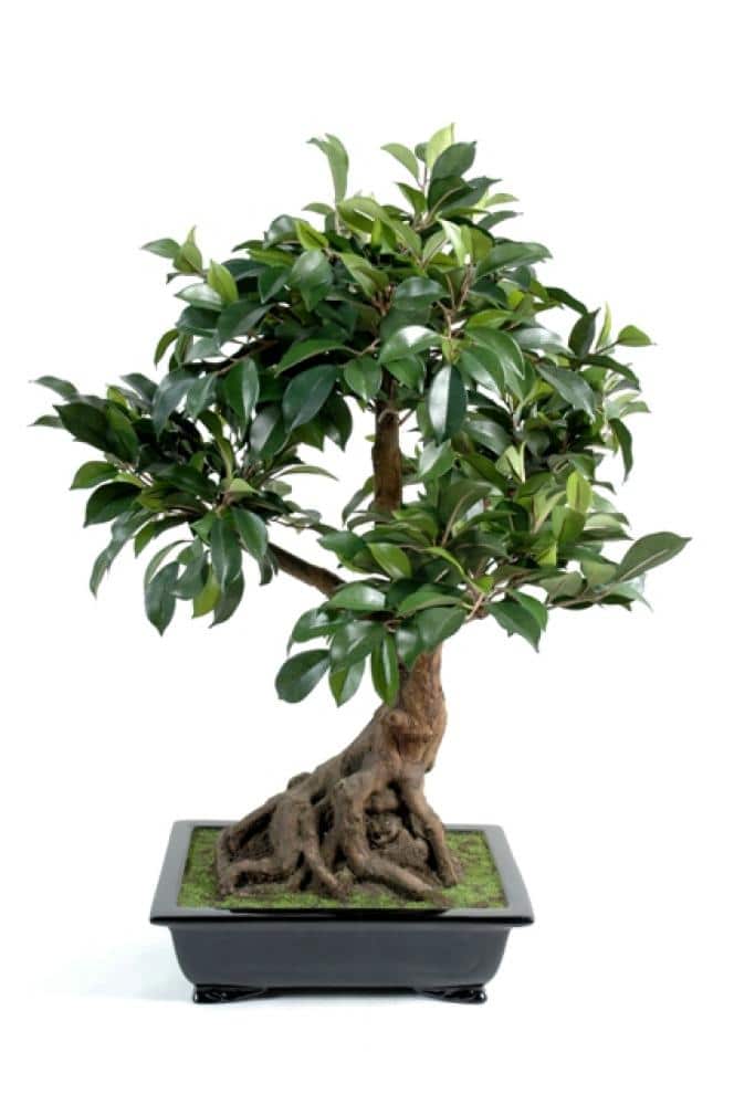 ficus artificiel