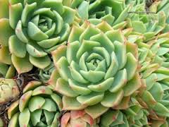 plantes succulentes