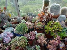 plantes succulentes