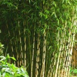 bambou pour haie